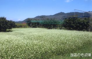そば畑