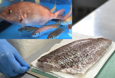 活魚